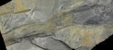 Pennsylvanian Fossil Horsetail (Calamites?) Plate - Kentucky #142434-1